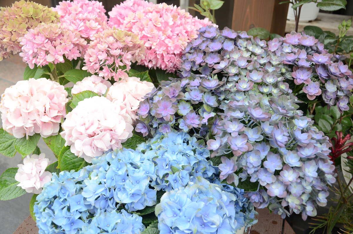 シトシト雨の本日にぴったりのアジサイ