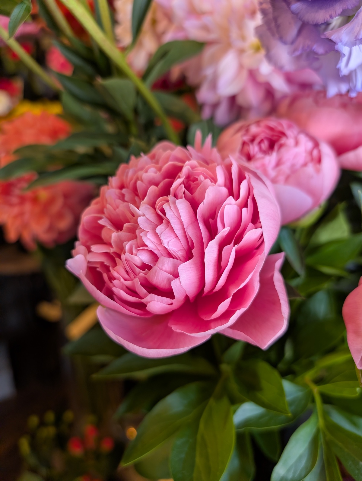 今が旬の芍薬！