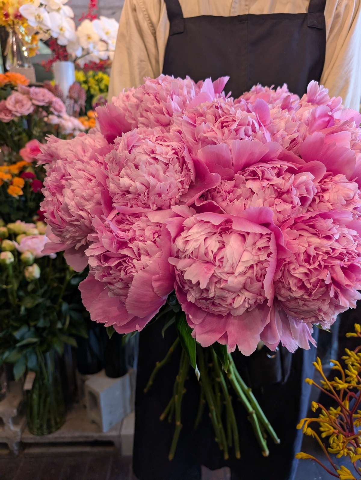 満開！の芍薬