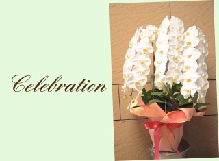 お祝いのお花　胡蝶蘭　３本立ち
