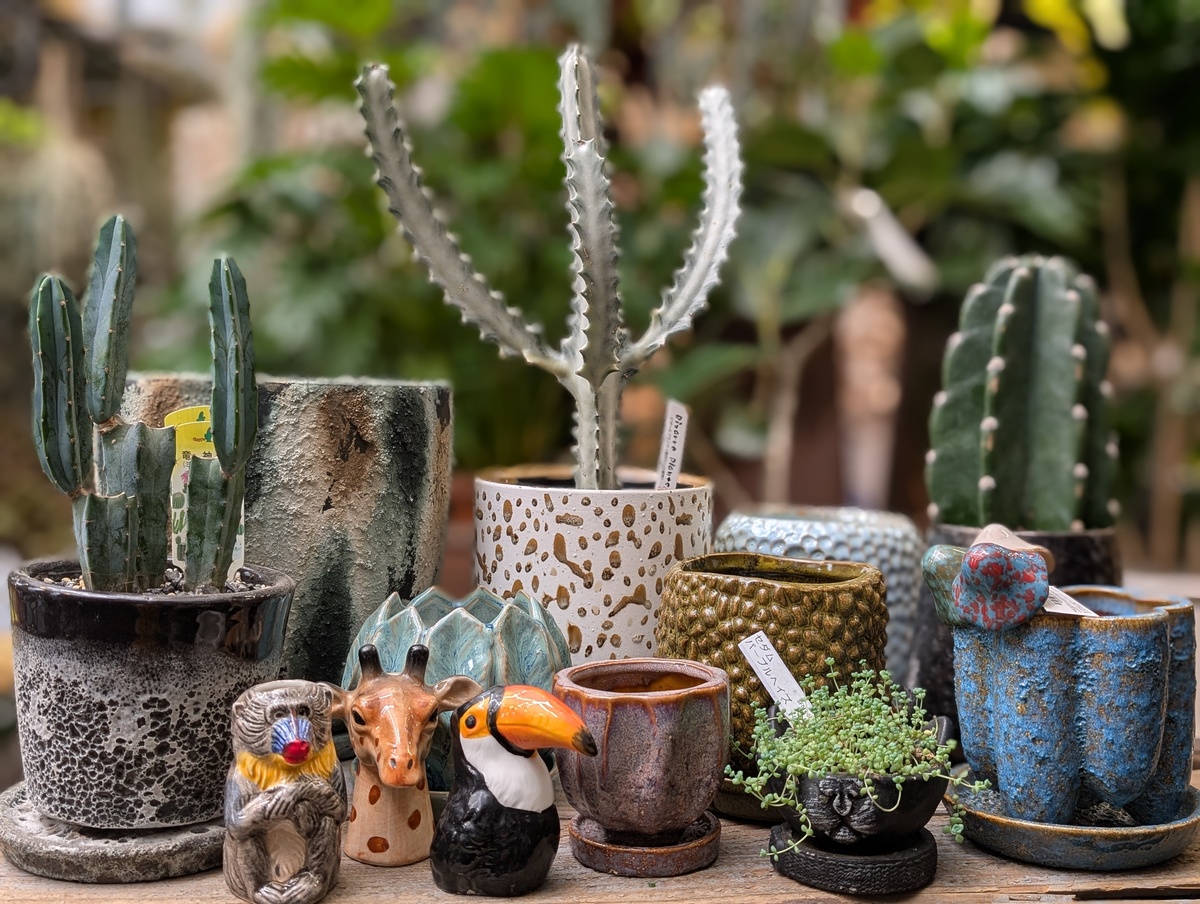 父の日の贈り物にも🌵