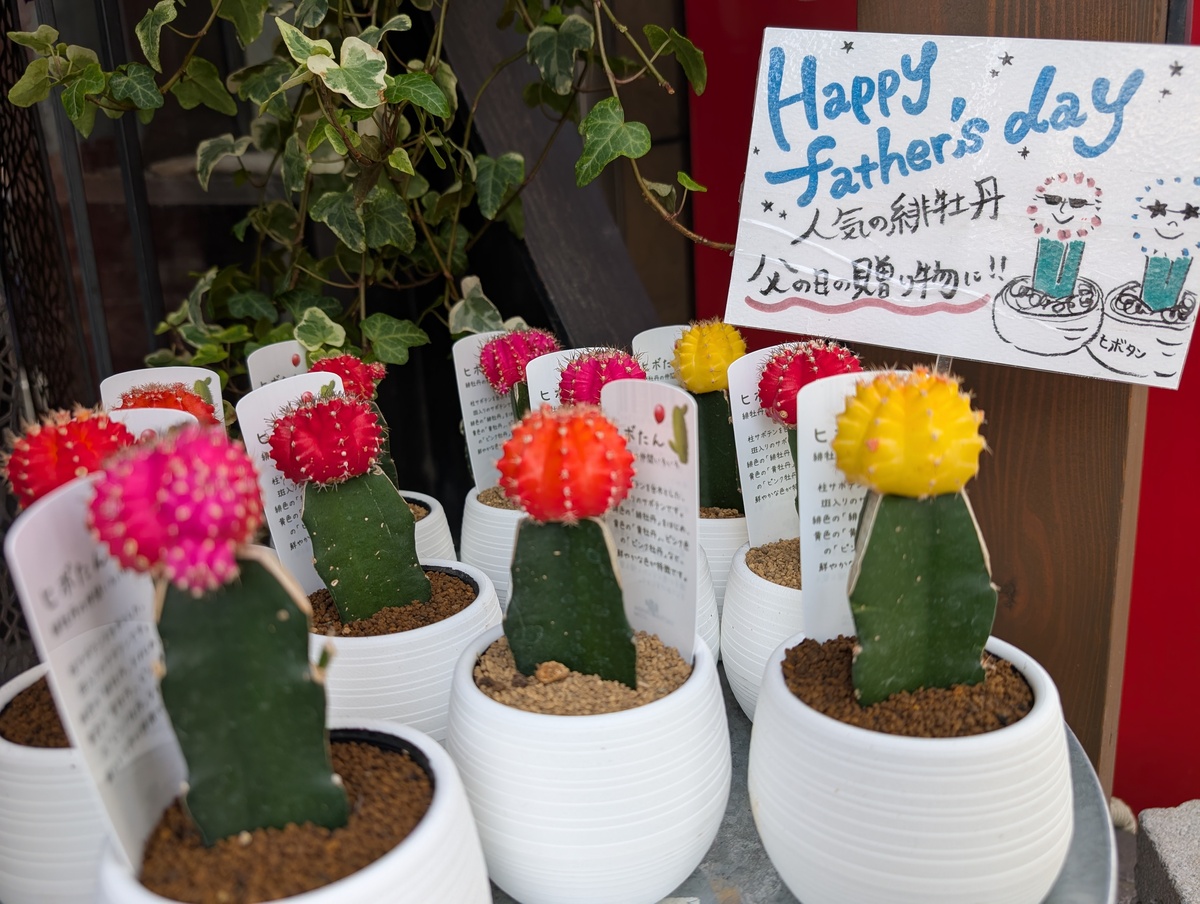 カラフルが可愛い！人気のヒボタン🌵