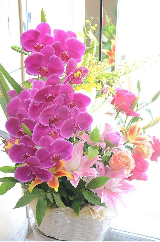 祝花　胡蝶蘭の入った華やかなアレンジメント