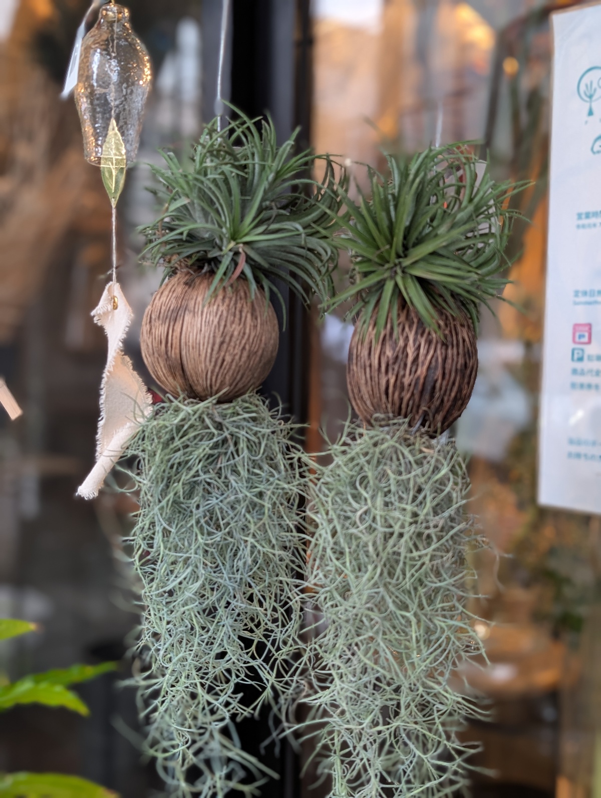漂流植物ケレベラ🍃