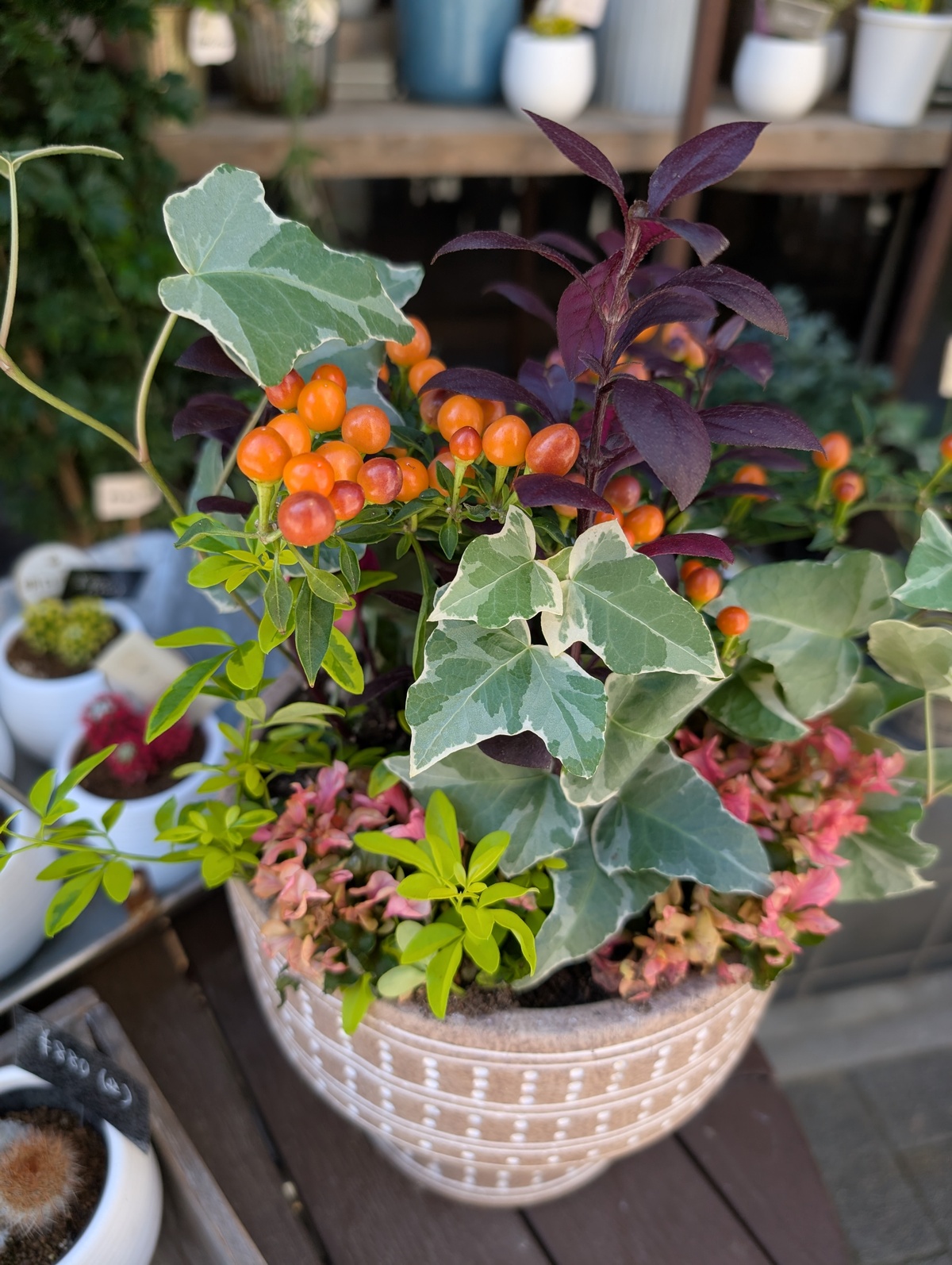 可愛い季節の寄せ植え🍃