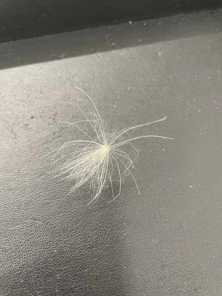 幸運が舞い込んで来ました！