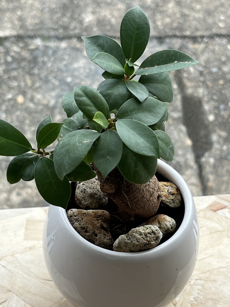 キャンペーンサムネイル