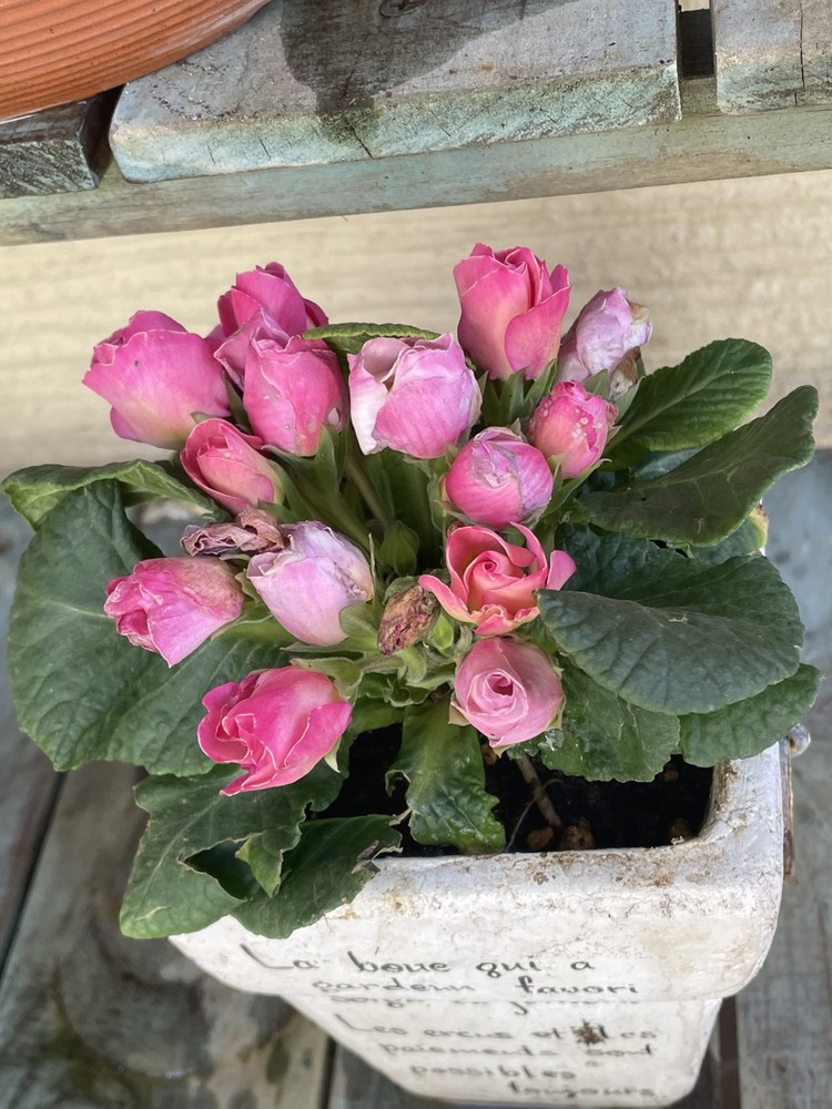 キャンペーンサムネイル