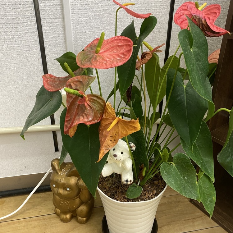 キャンペーンサムネイル