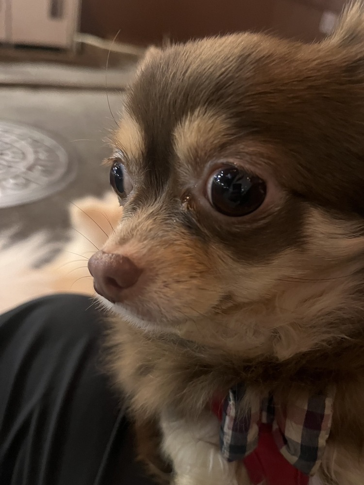 毎日の散歩が楽しいです!!