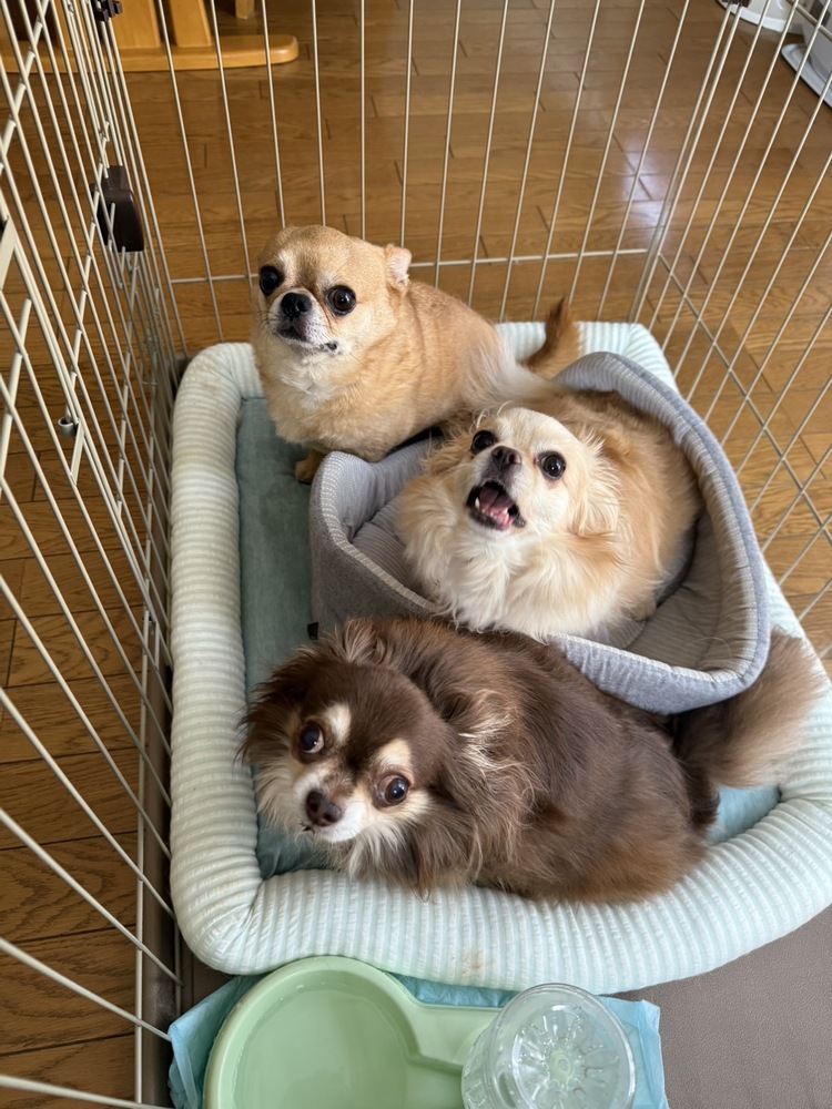 わん’s