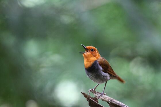 お知らせの画像