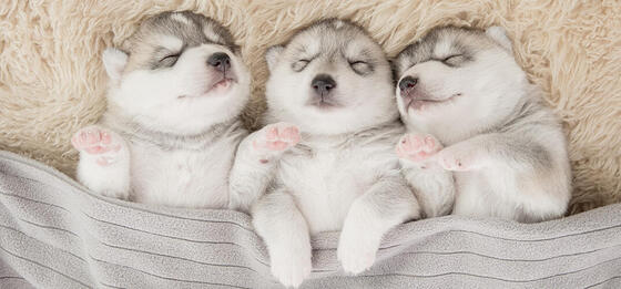 お知らせの画像