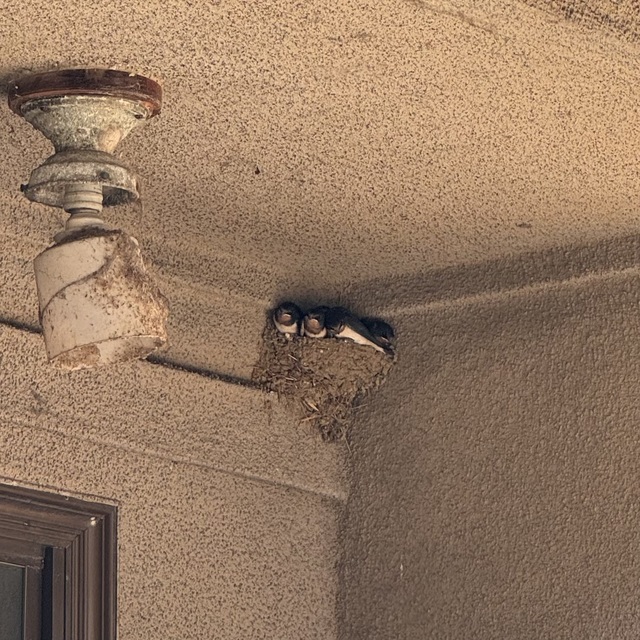 鳥と子育て