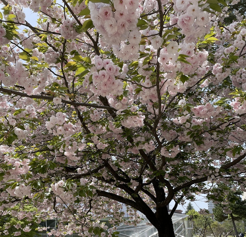 お知らせの画像